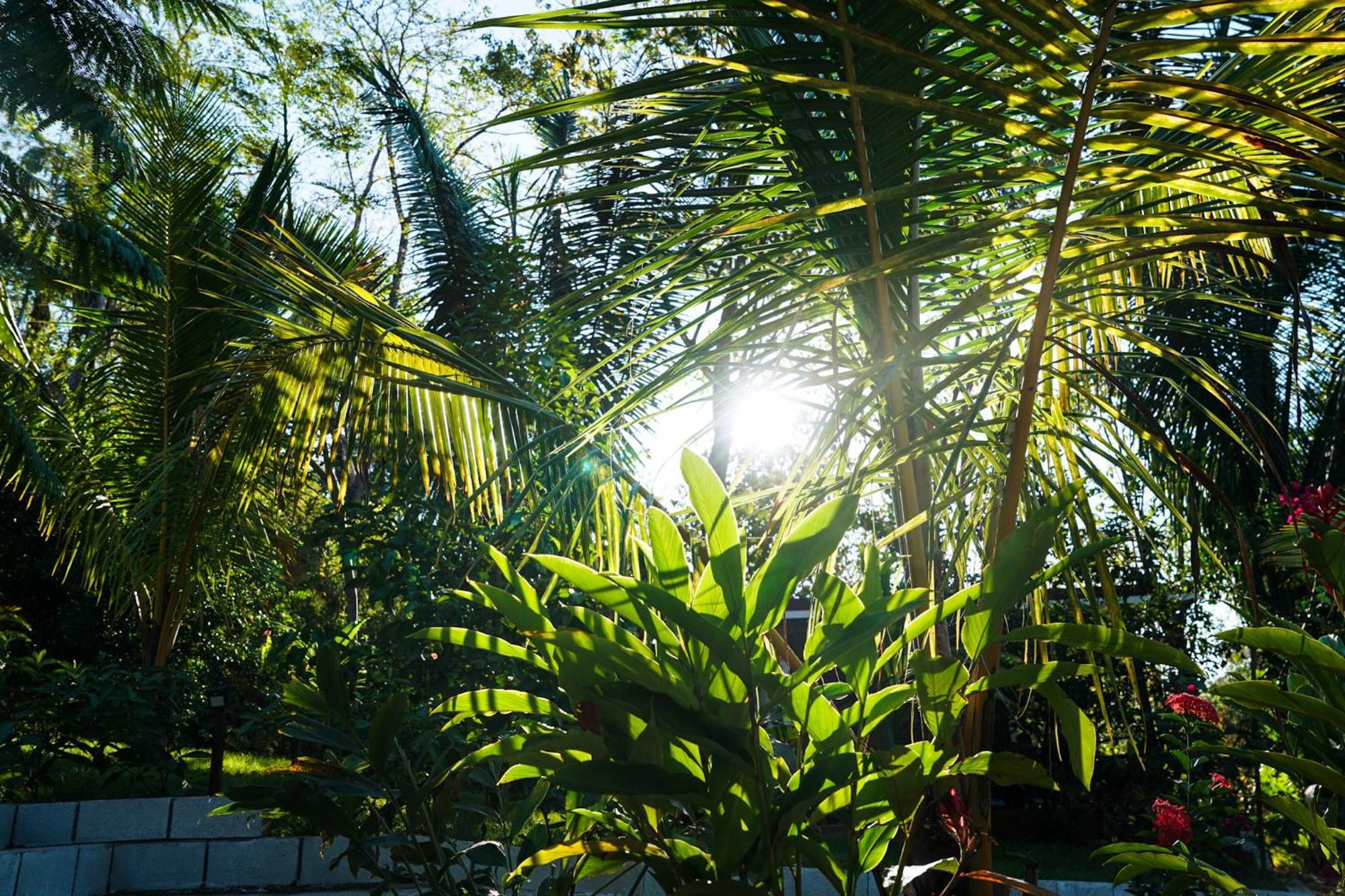 House In The Palm Forest Apartment Puerto Carrillo Exterior photo